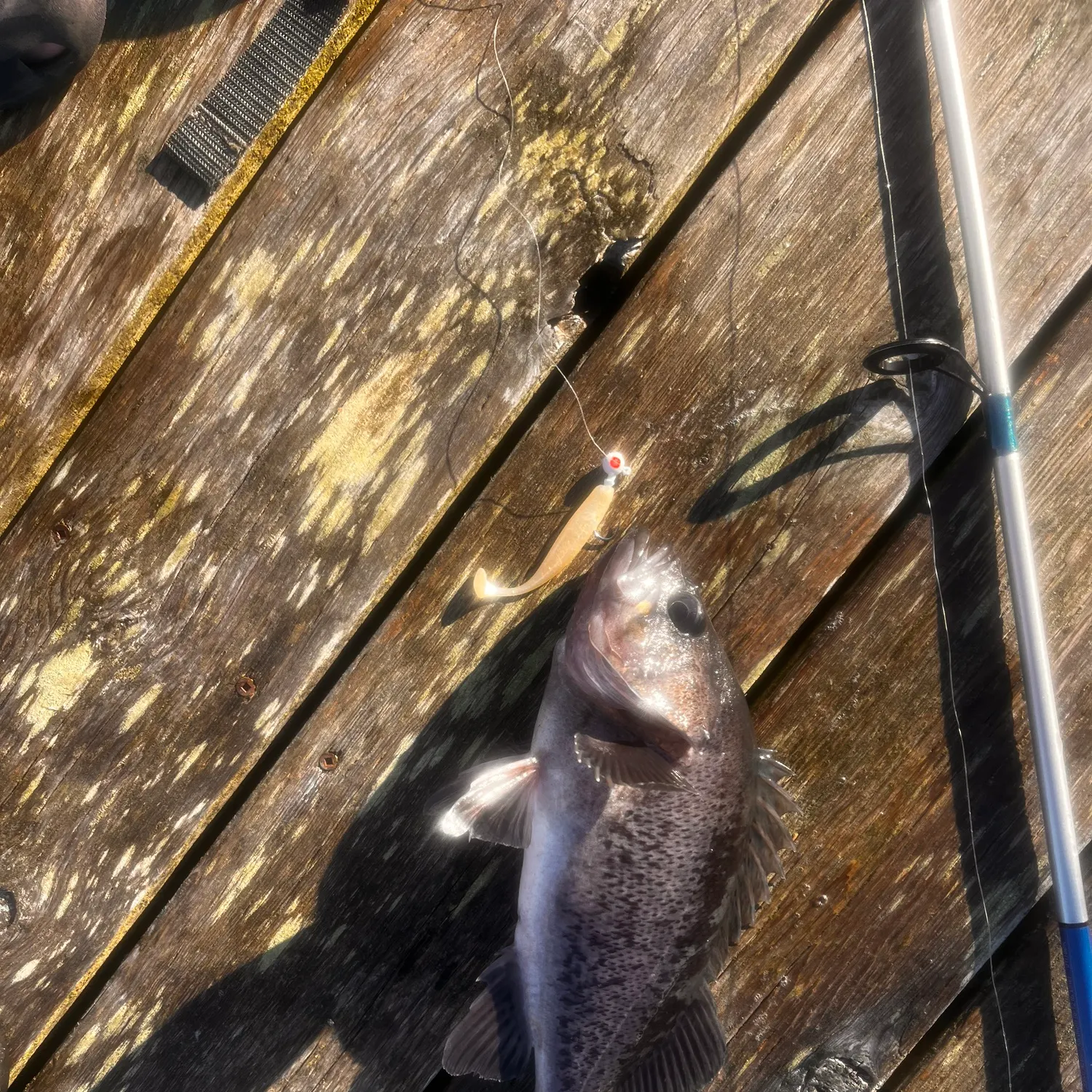 Black rockfish caught on Fishbrain