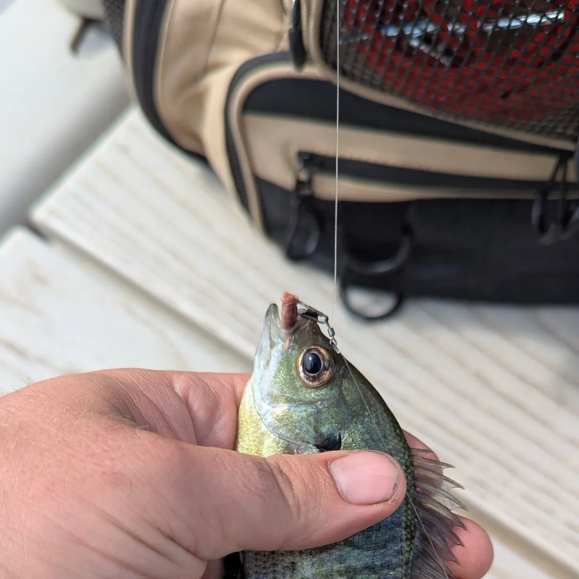 Bluegill caught on Fishbrain