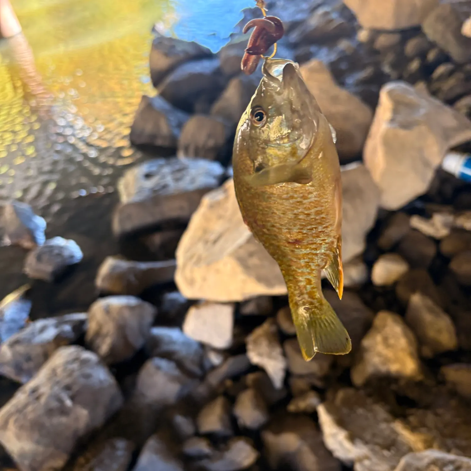 The most recent Bluegill x longear sunfish catches on Fishbrain