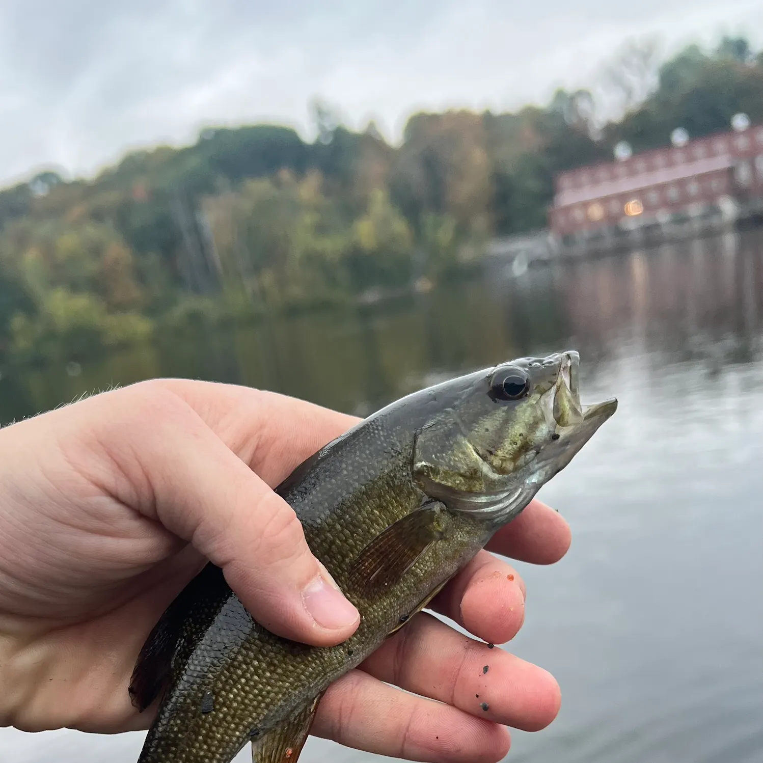 Smallmouth bass caught on Fishbrain
