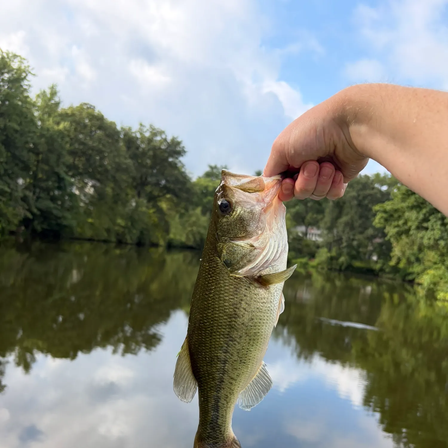 Largemouth bass caught on Fishbrain