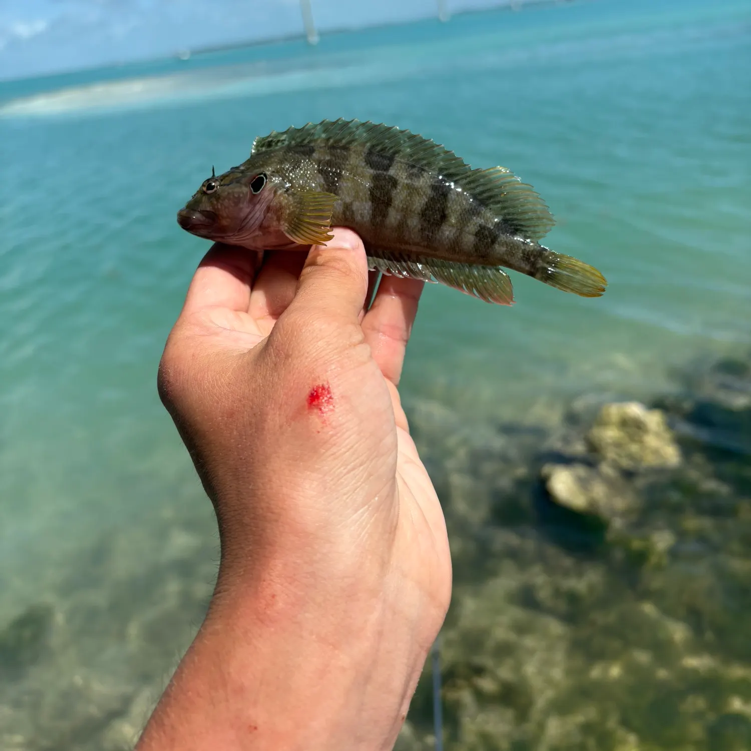 The most recent Masquerader hairy blenny catches on Fishbrain