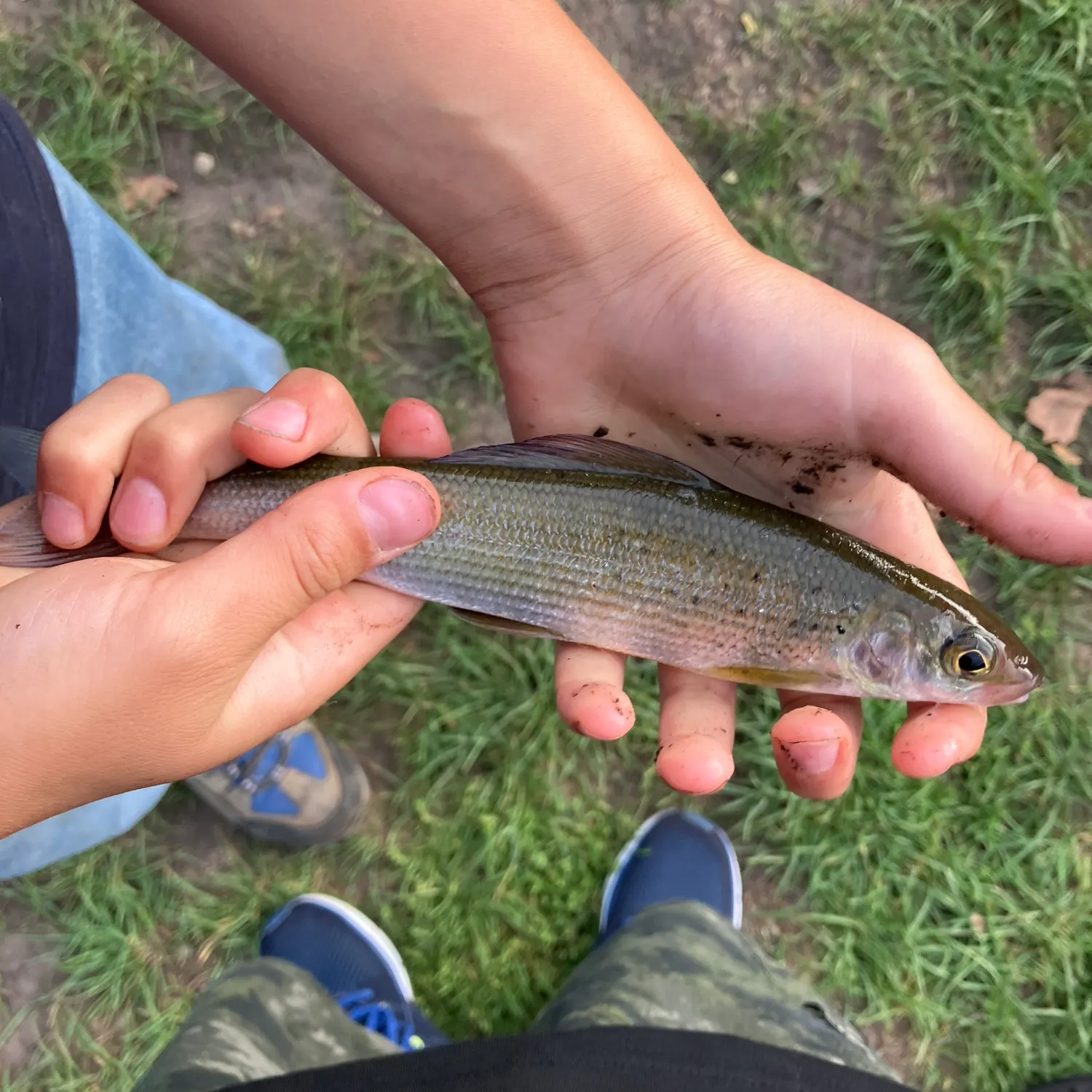 The most recent European grayling catches on Fishbrain