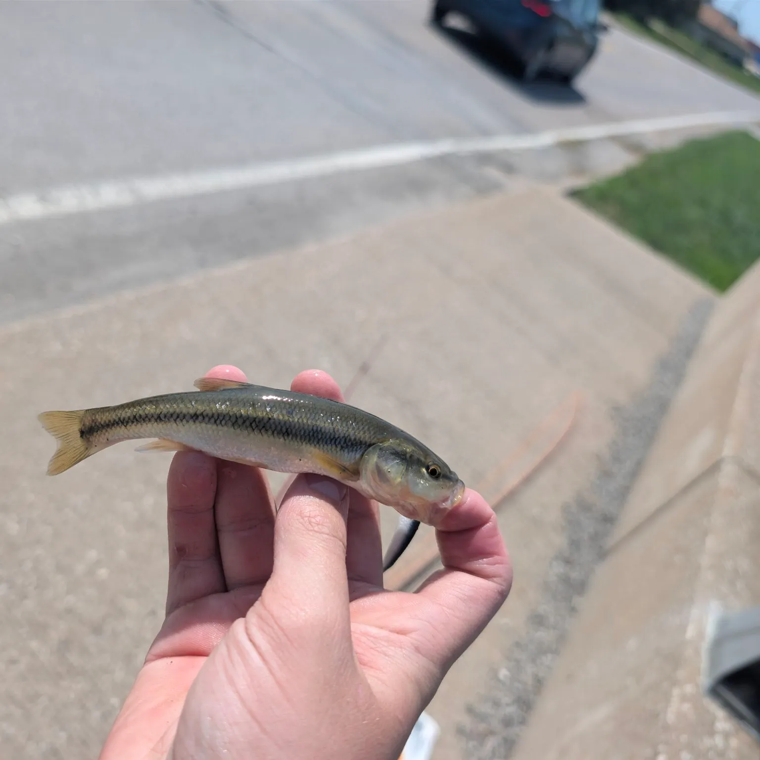 Creek chub caught on Fishbrain