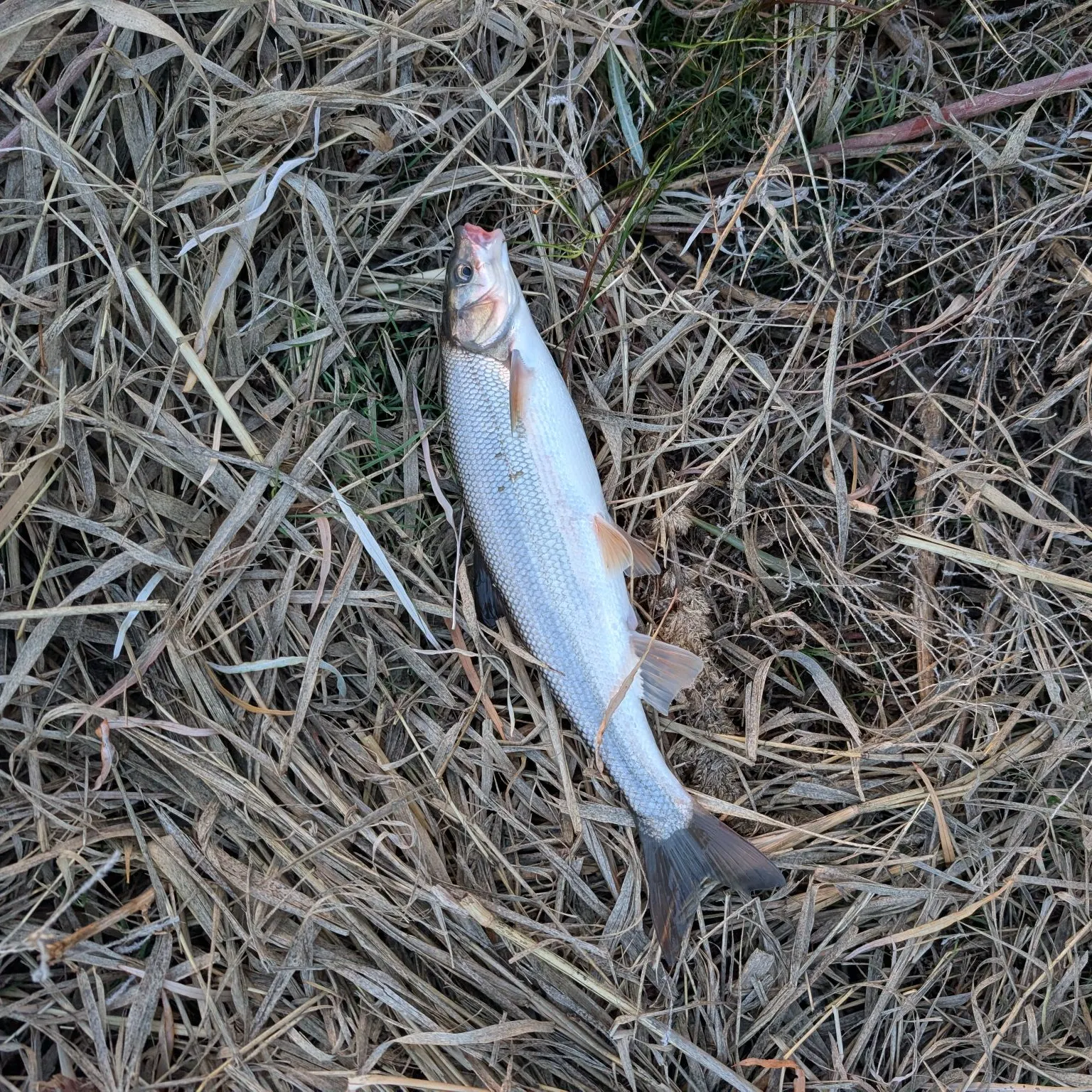 The most recent Peamouth catches on Fishbrain