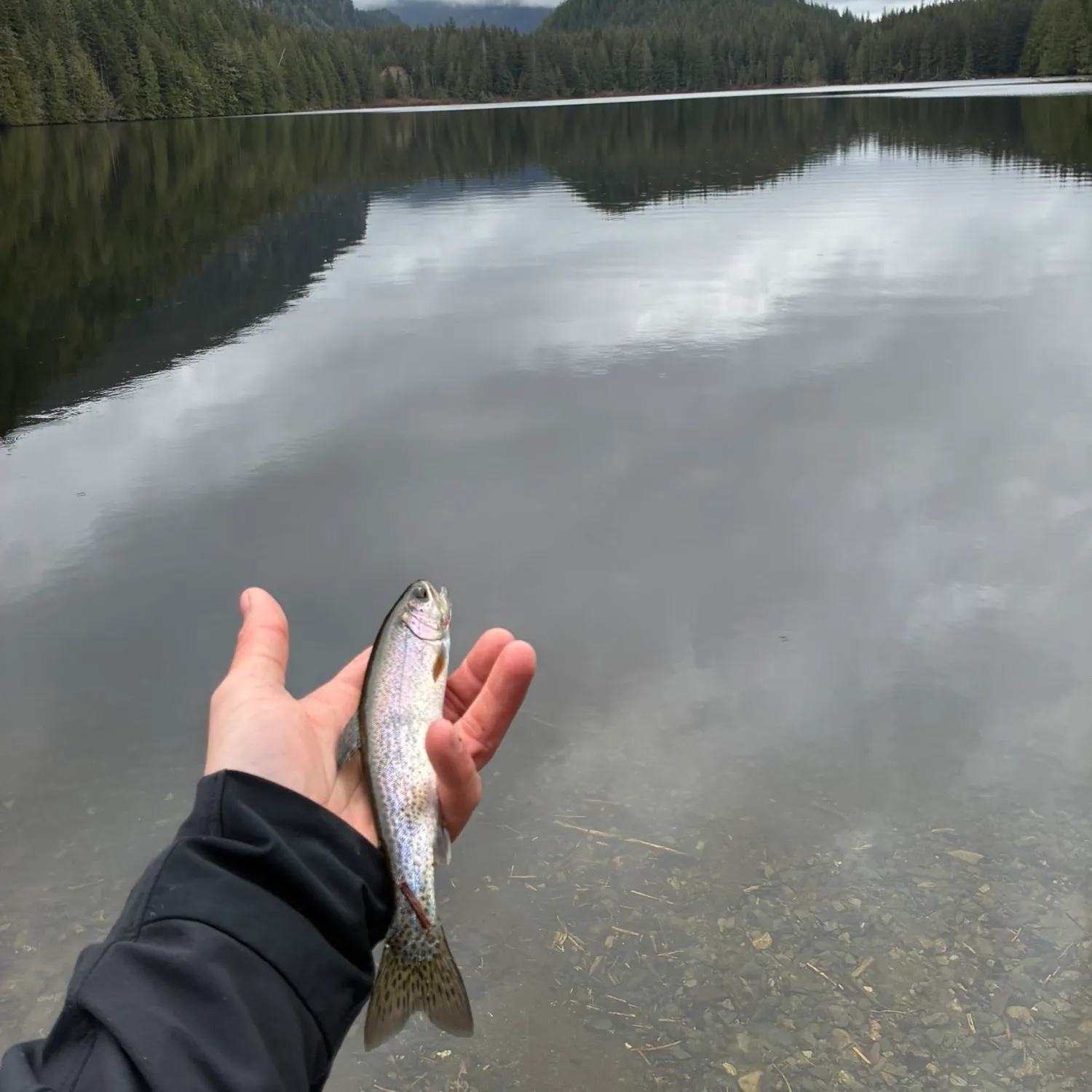The most recent Coastal cutthroat trout catches on Fishbrain