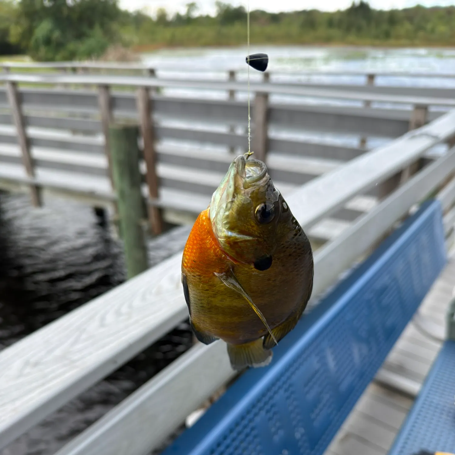 Bluegill caught on Fishbrain