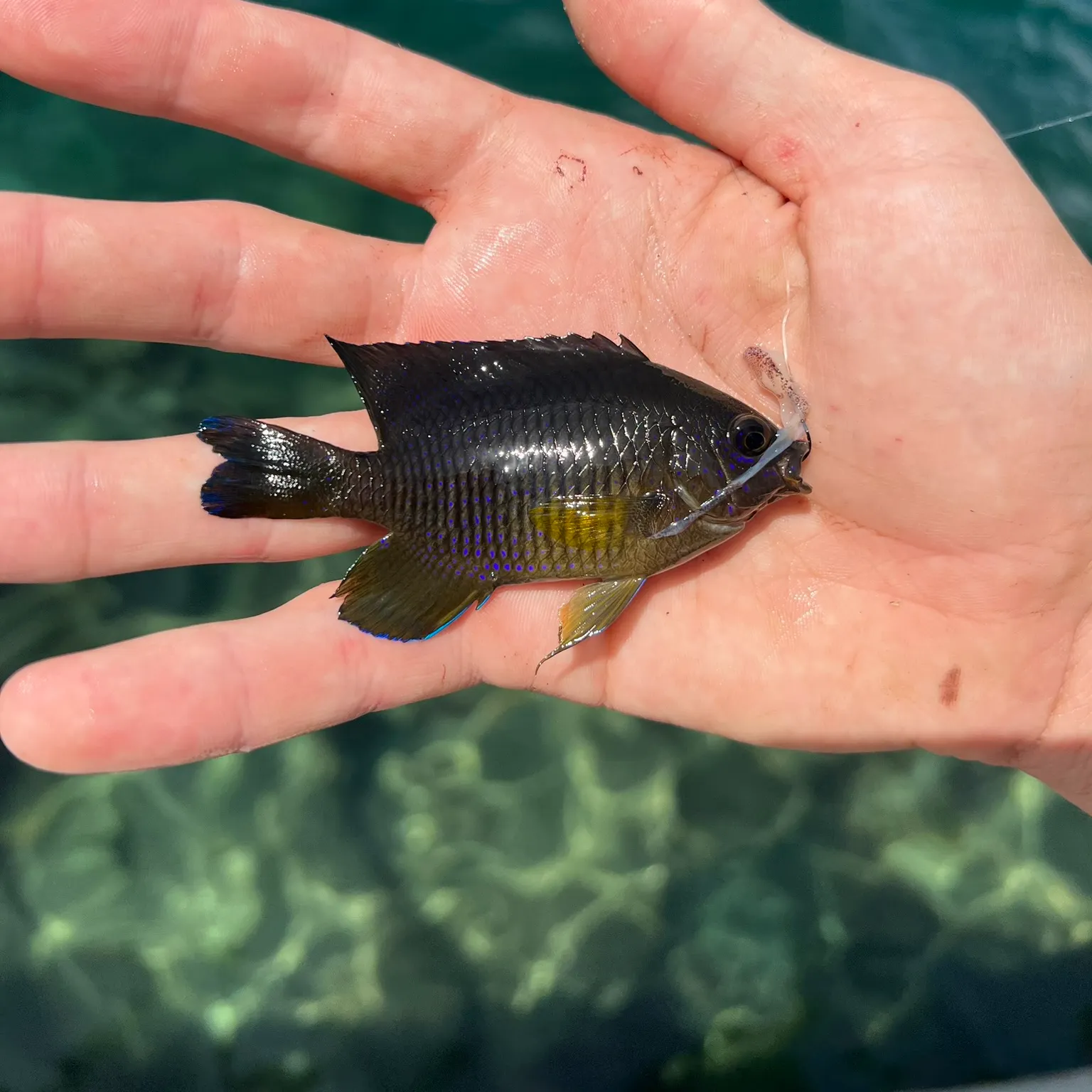 The most recent Cocoa damselfish catches on Fishbrain