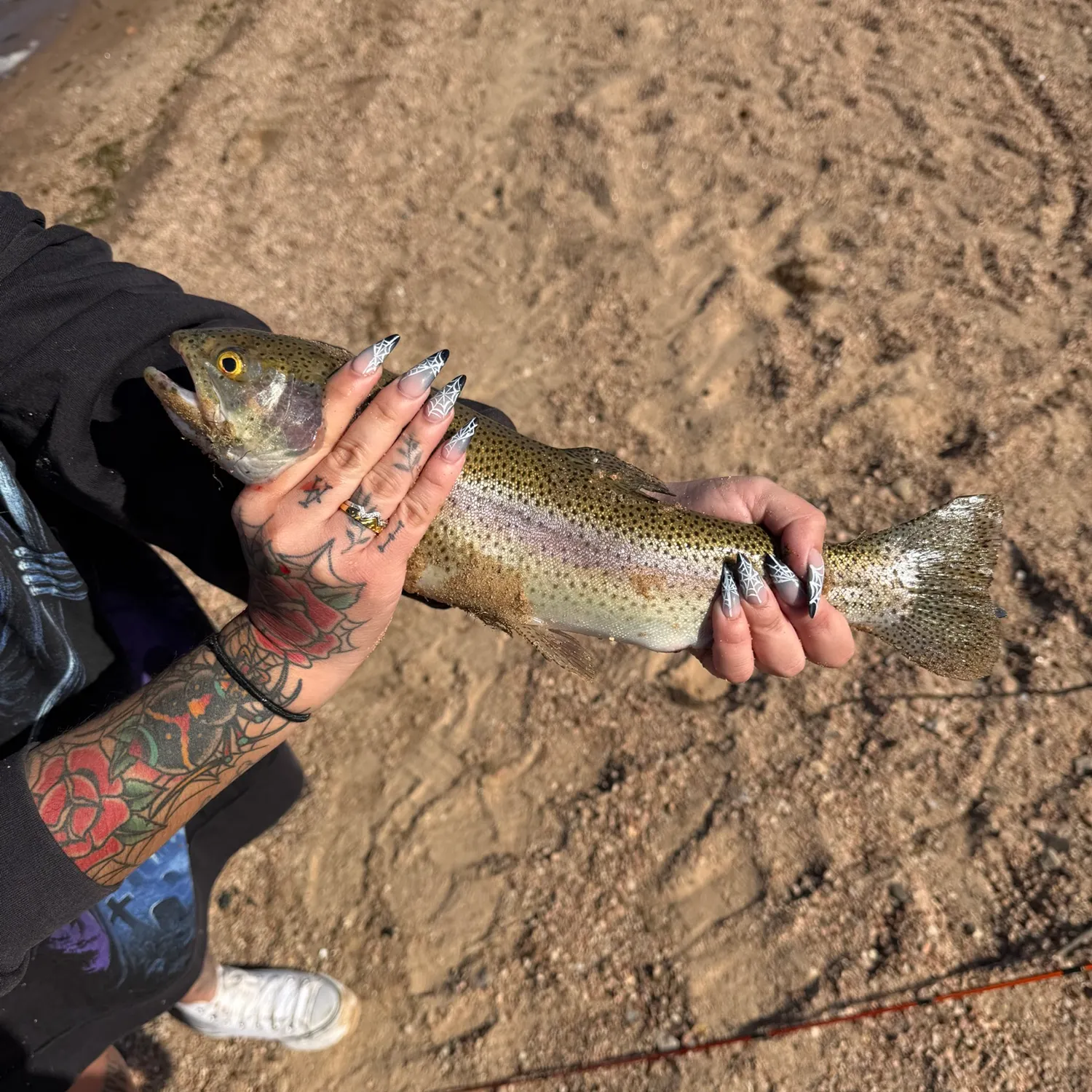 Rainbow trout caught on Fishbrain