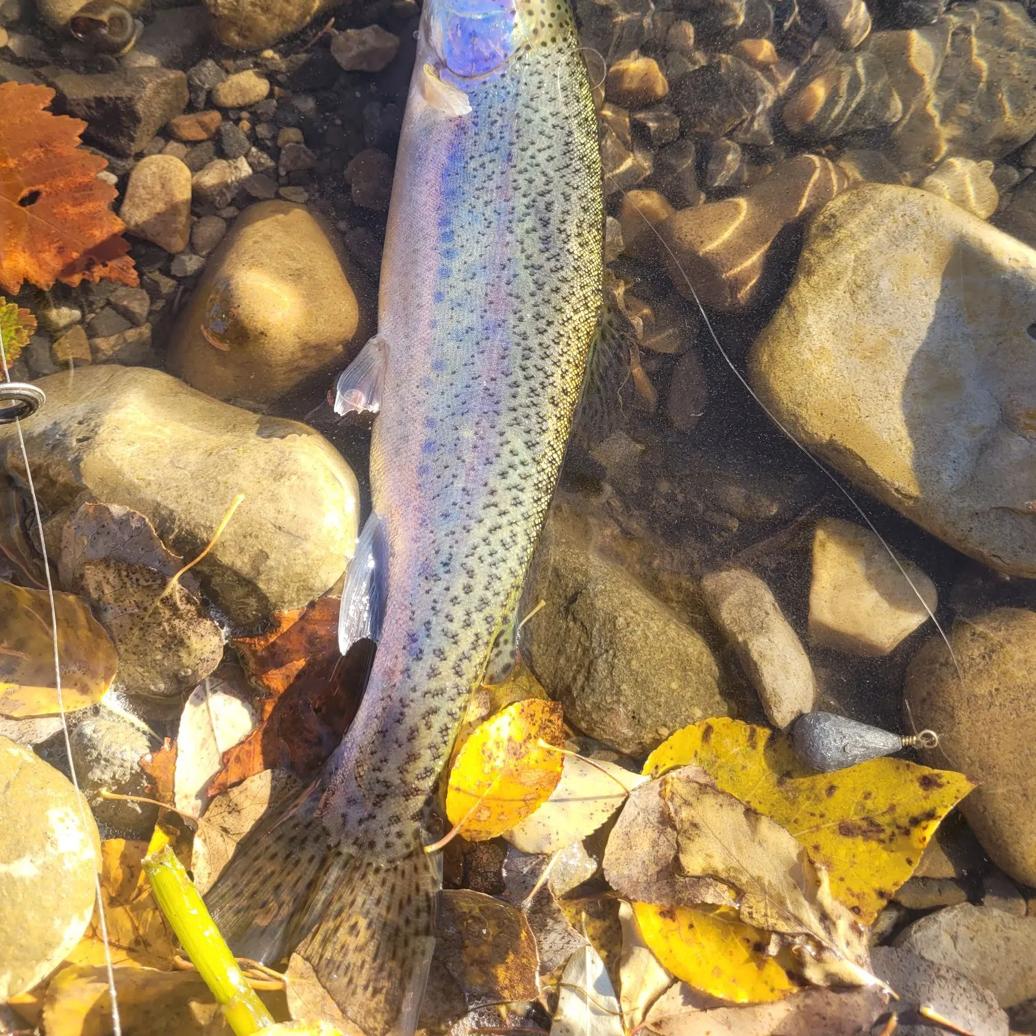 Rainbow trout caught on Fishbrain