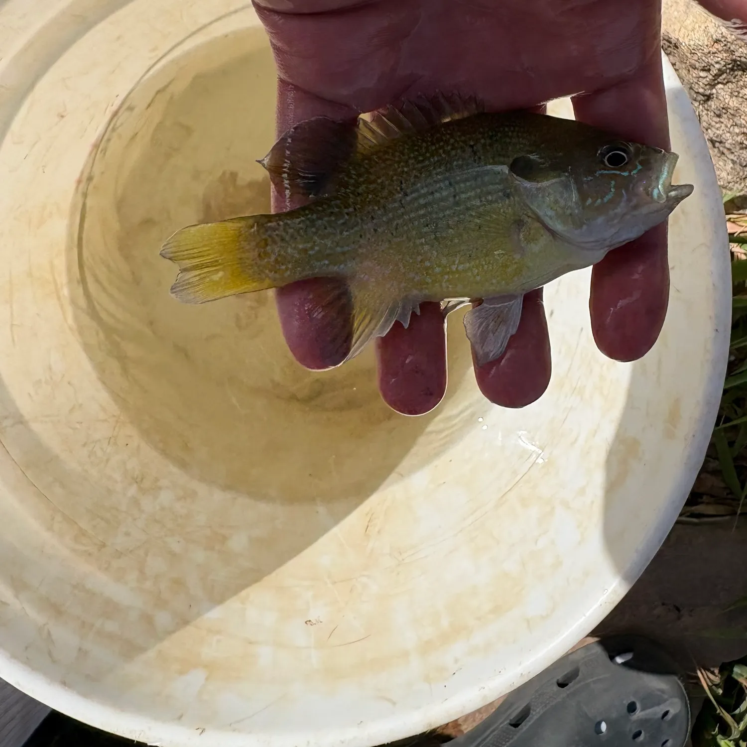 The most recent Green sunfish catches on Fishbrain