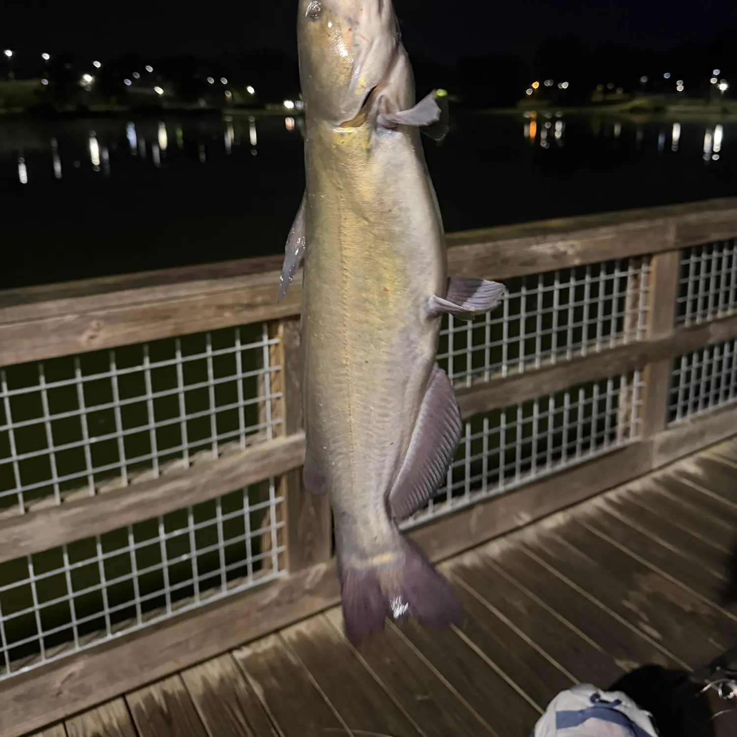 Channel catfish caught on Fishbrain