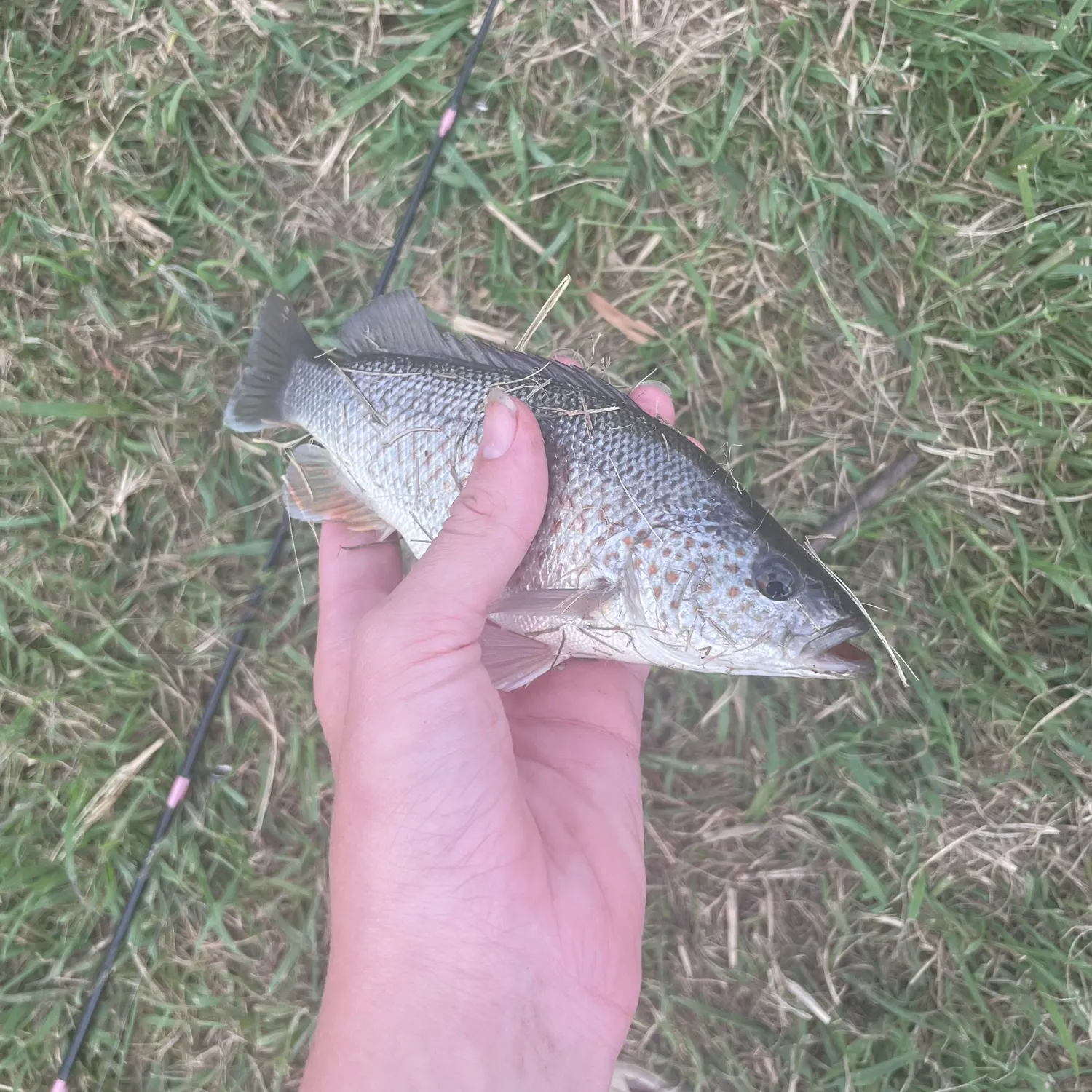most liked catch image