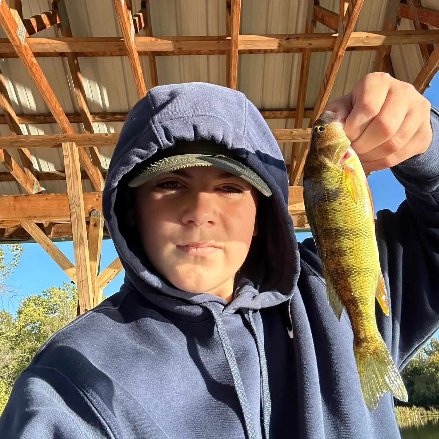 Yellow perch caught on Fishbrain
