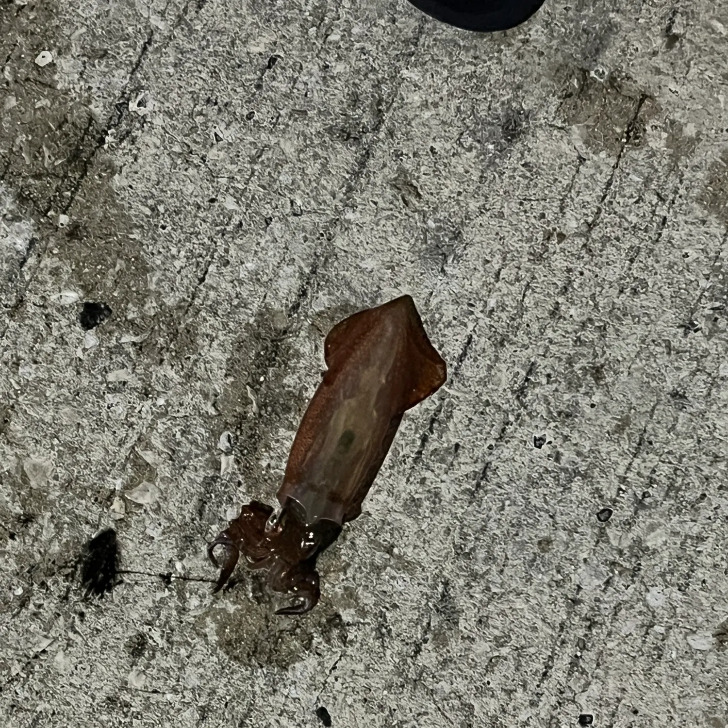 The most recent Gould's squid catches on Fishbrain