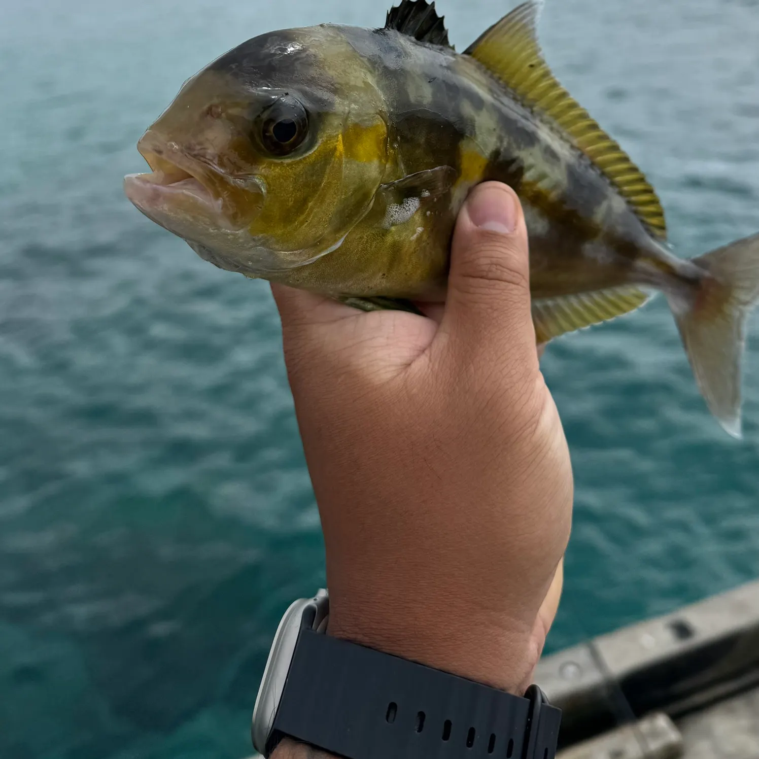 The most recent Samsonfish catches on Fishbrain