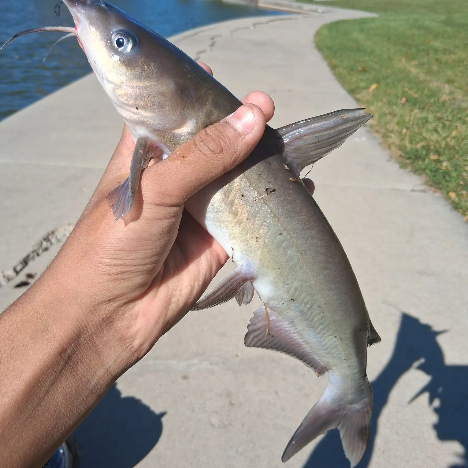 Channel catfish caught on Fishbrain