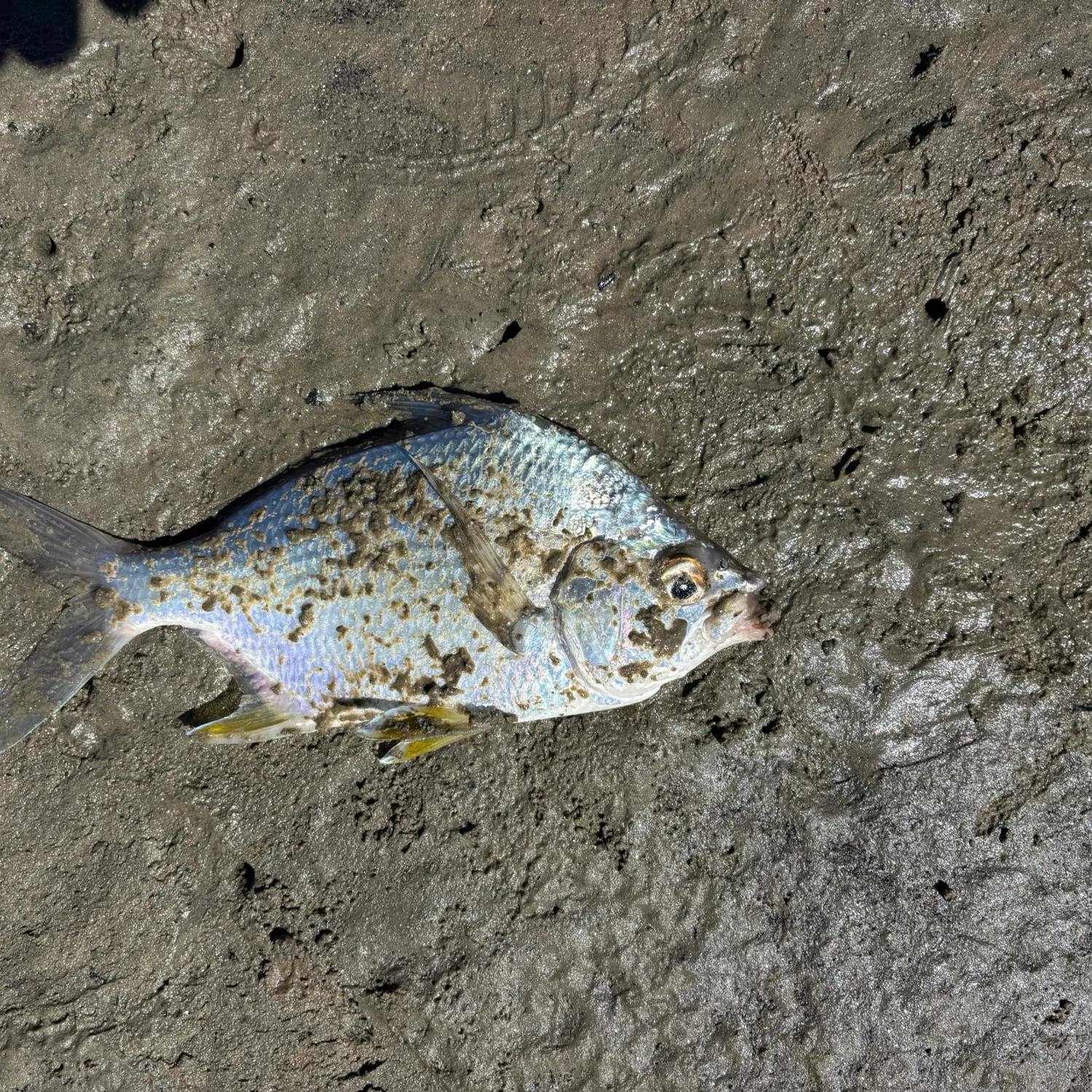 The most recent Striped mojarra catches on Fishbrain