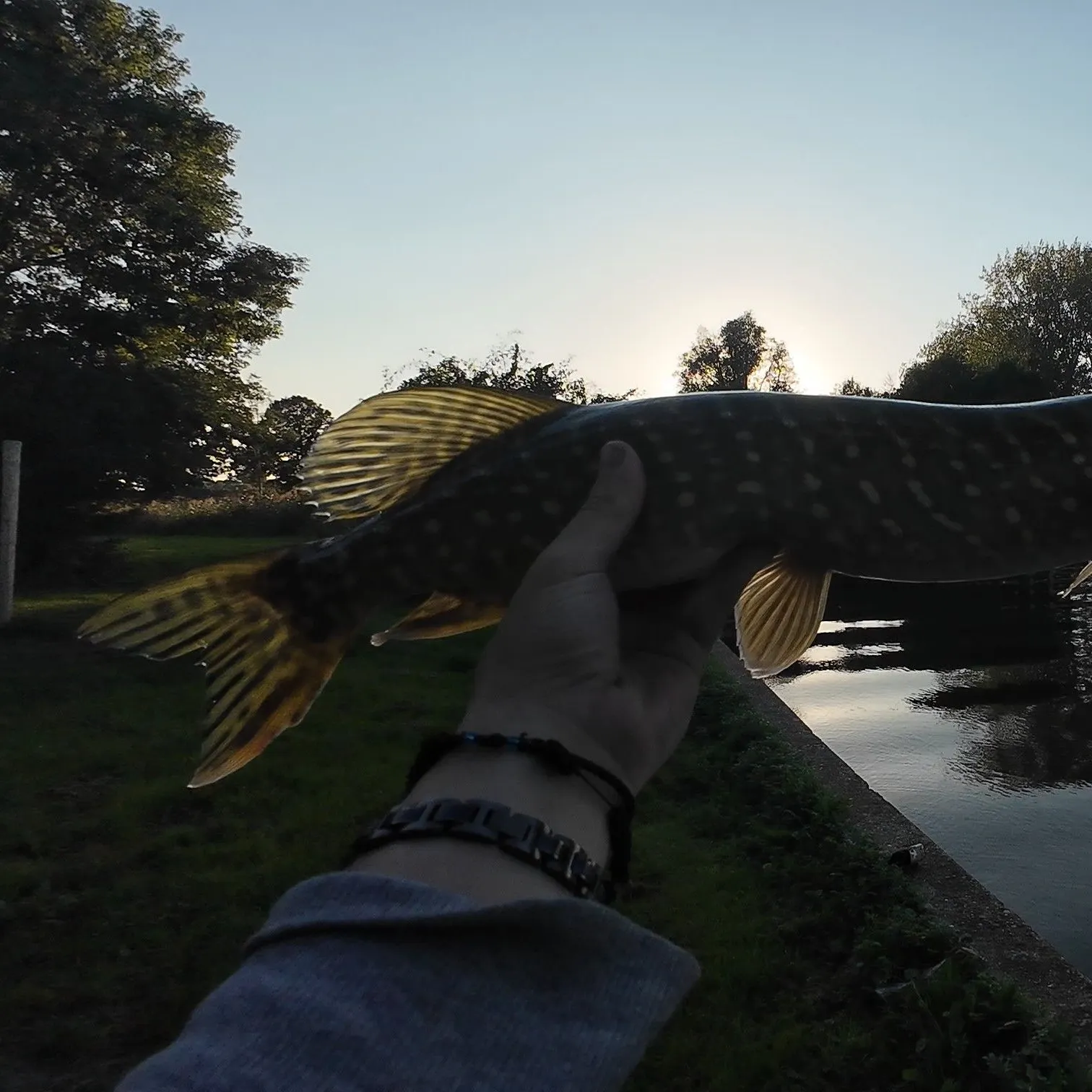 Northern pike caught on Fishbrain