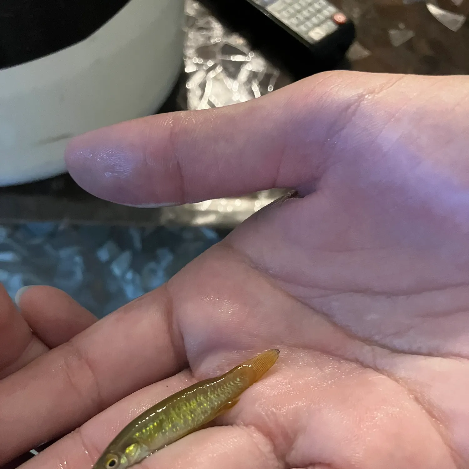 The most recent Golden topminnow catches on Fishbrain