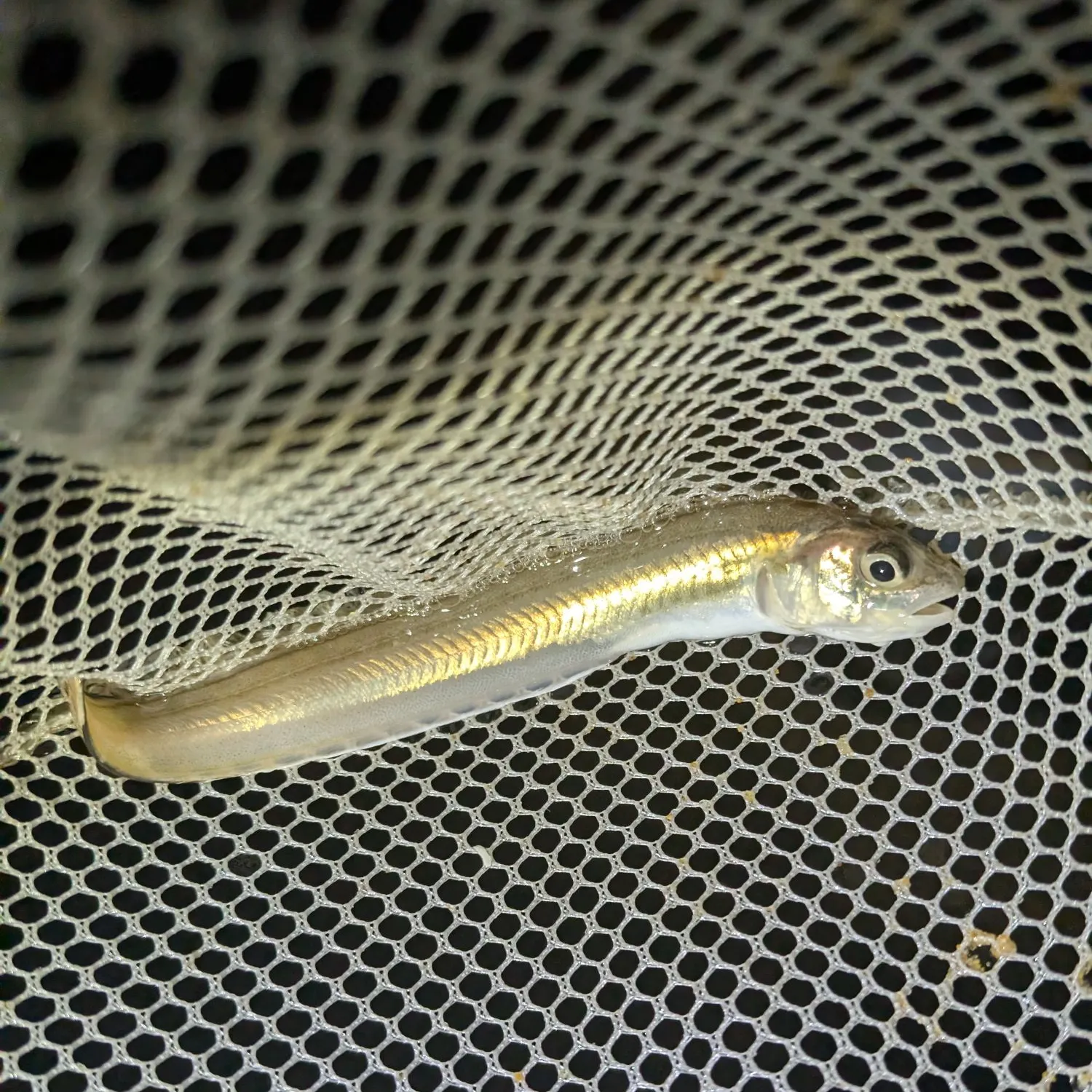 The most recent Striped cusk-eel catches on Fishbrain