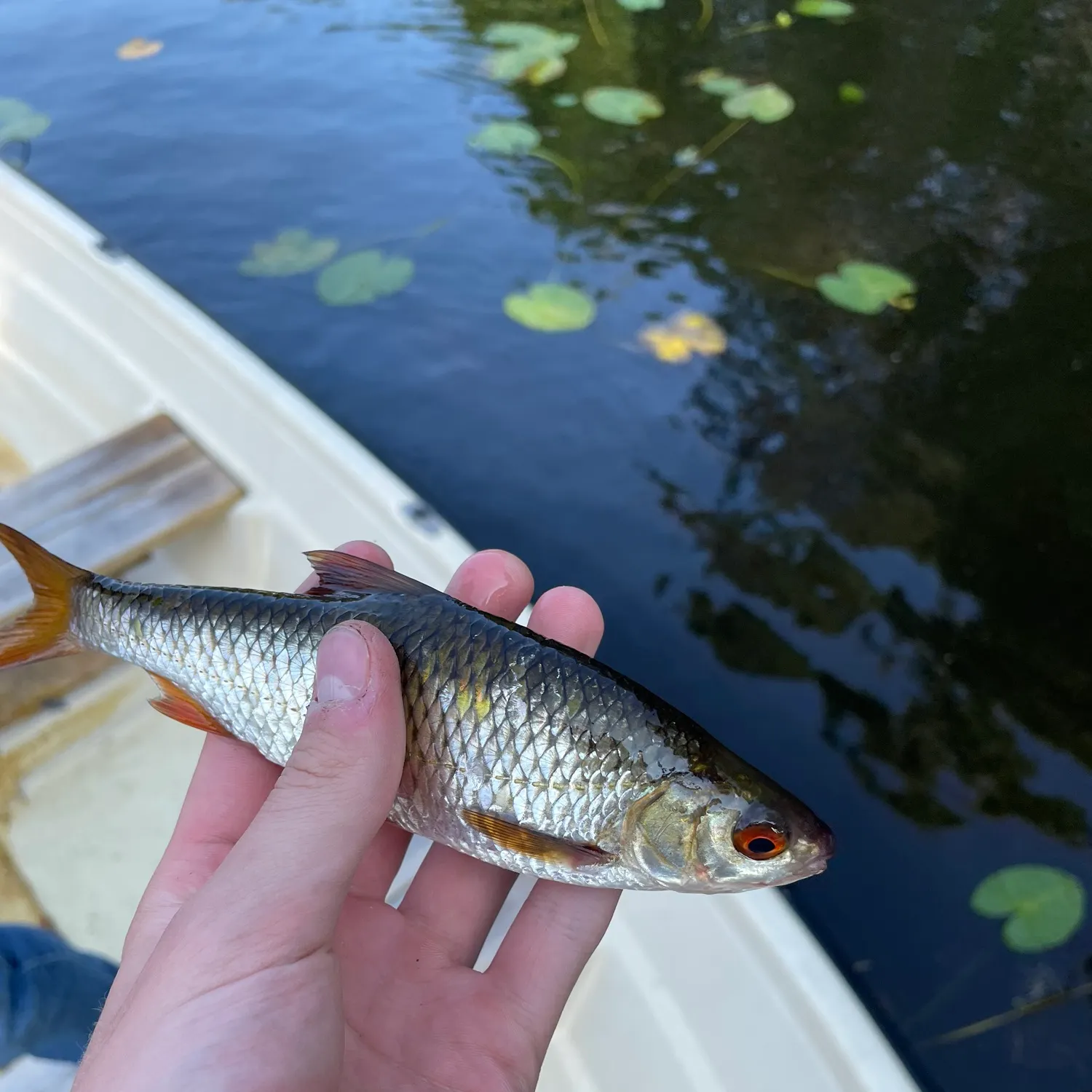 Common roach caught on Fishbrain