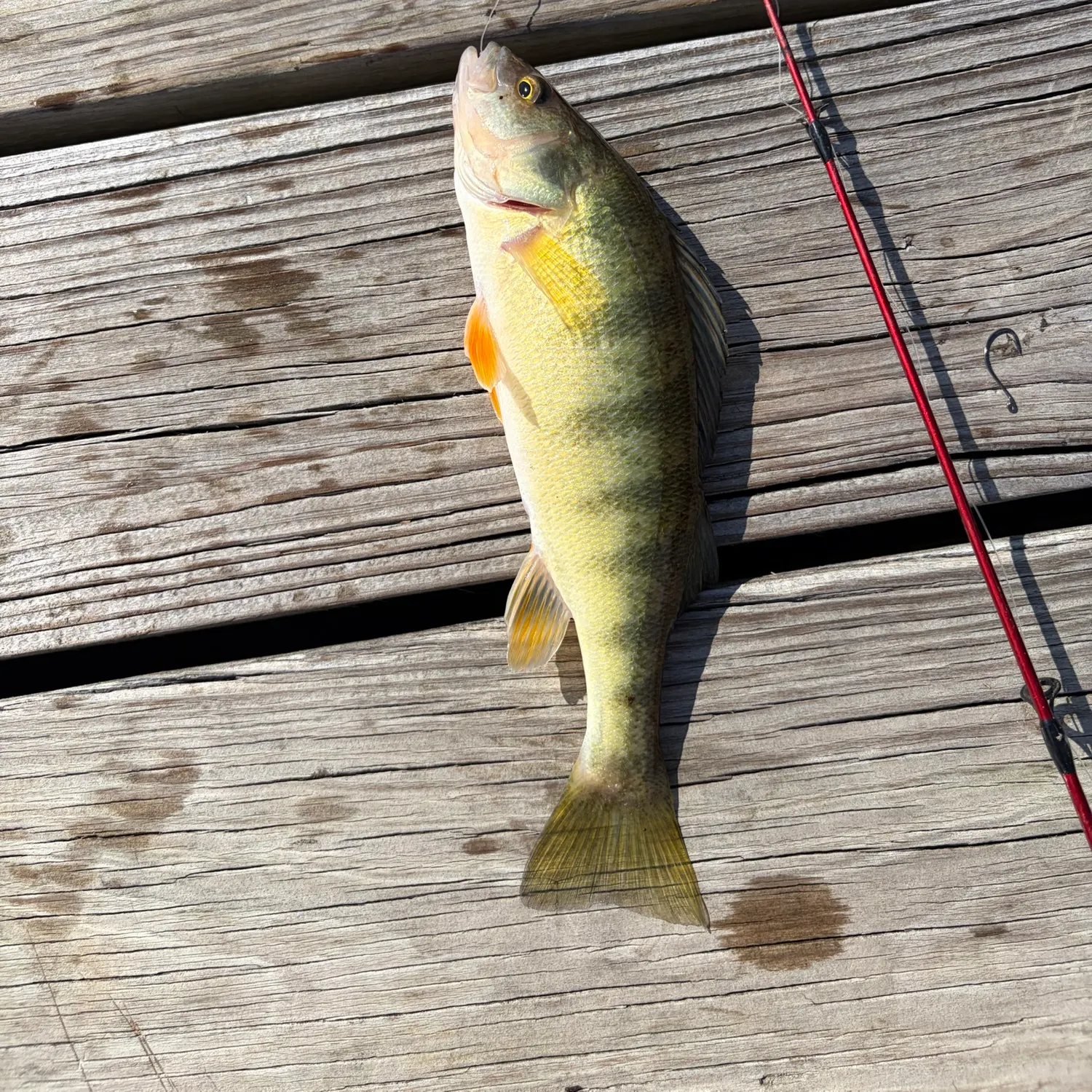 Yellow perch caught on Fishbrain