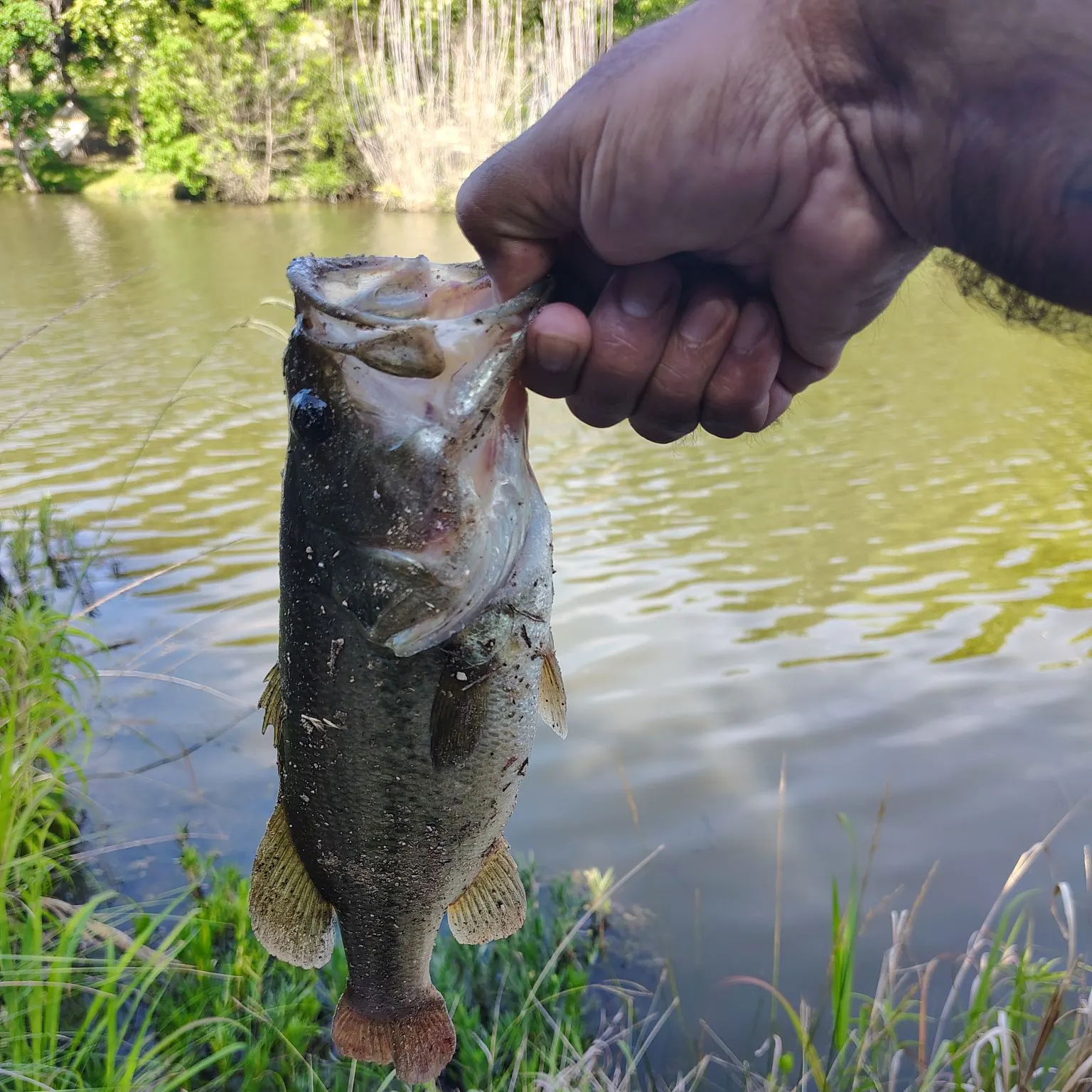 angler catch