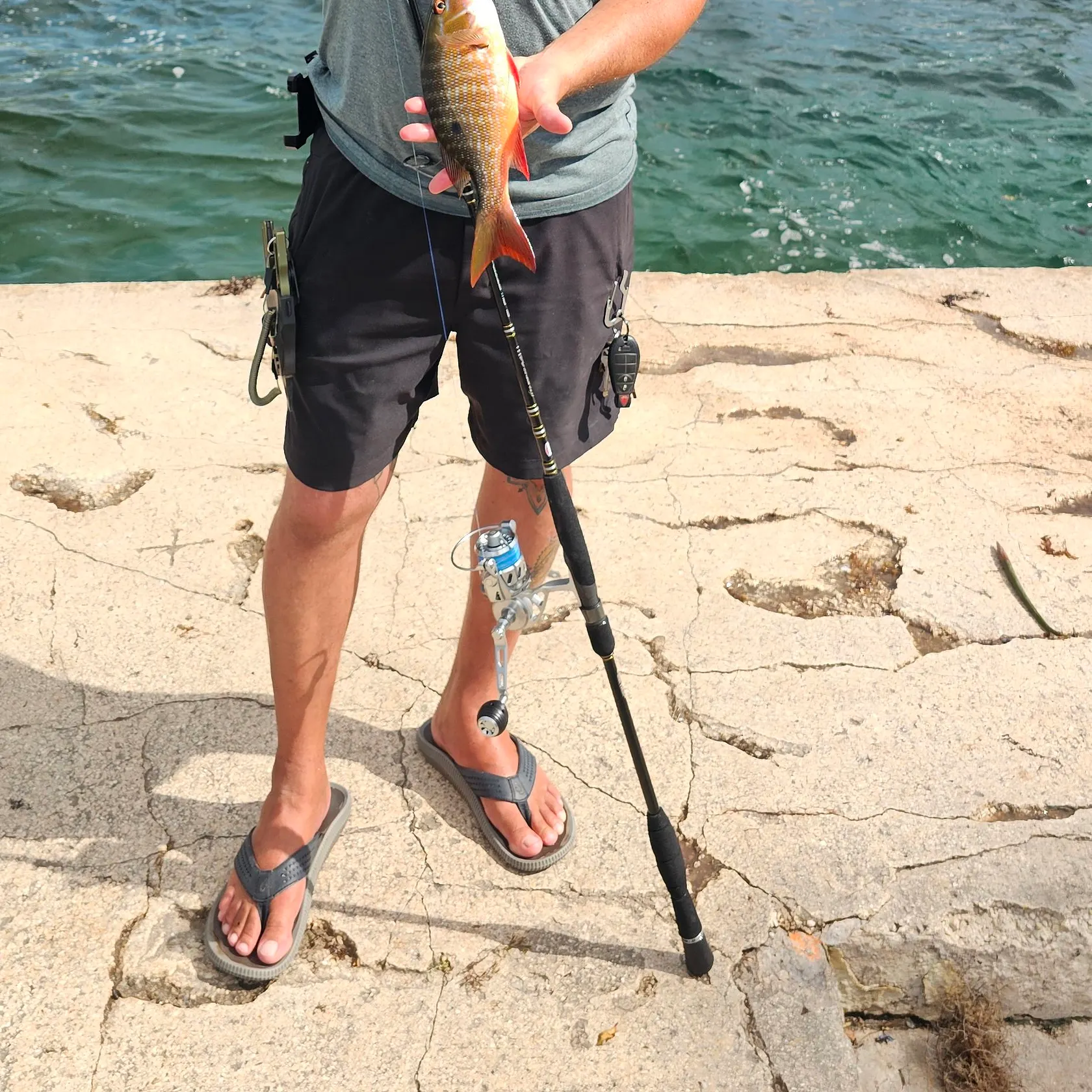 The most recent Mutton snapper catches on Fishbrain