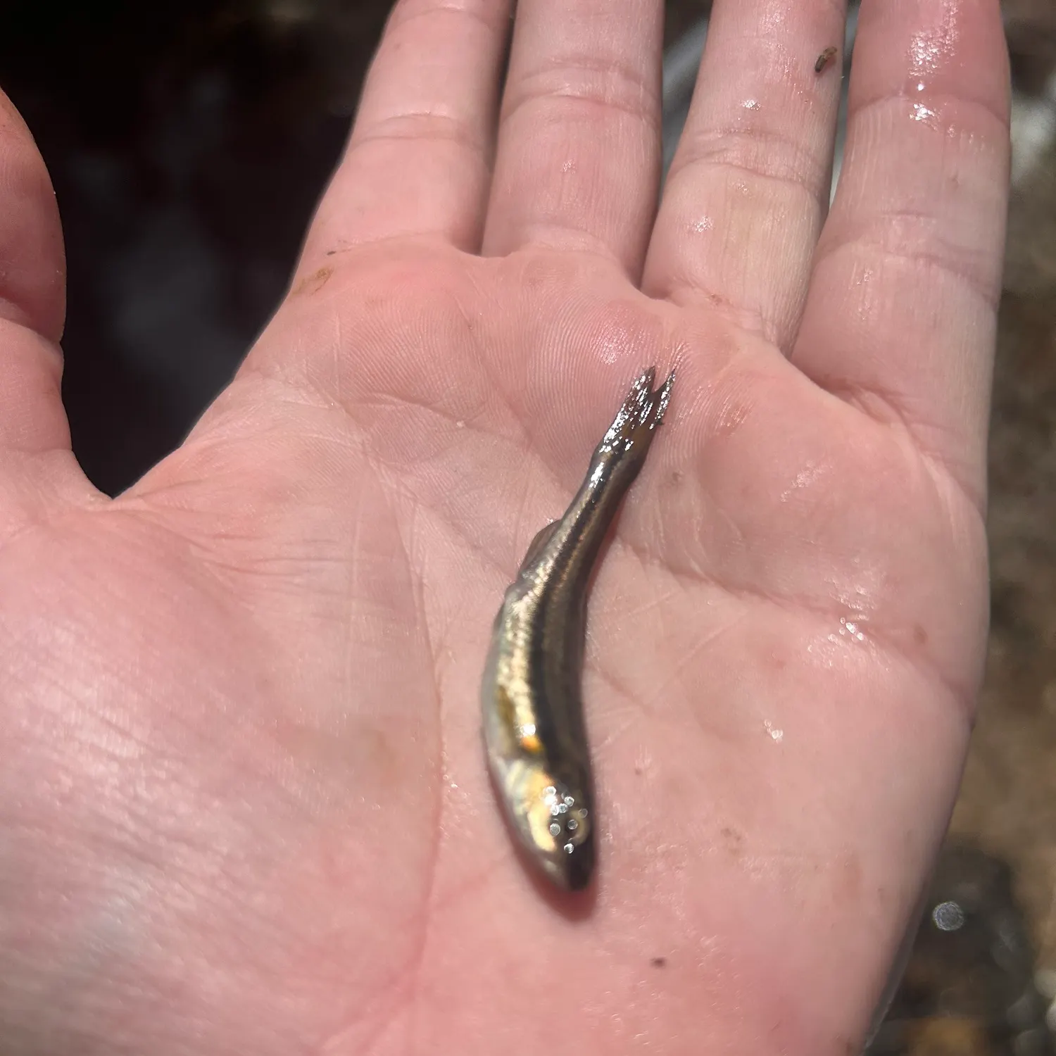Finescale dace caught on Fishbrain