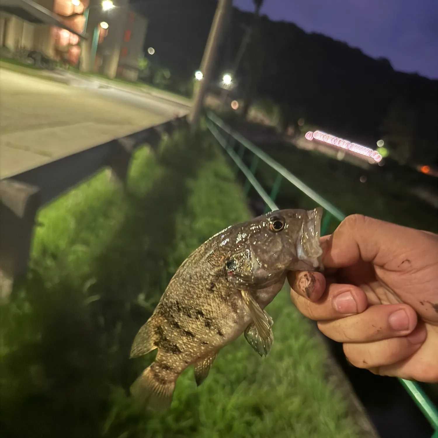 The most recent Leopard mandarin fish catches on Fishbrain