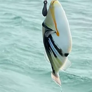 The most recent Picasso triggerfish catches on Fishbrain