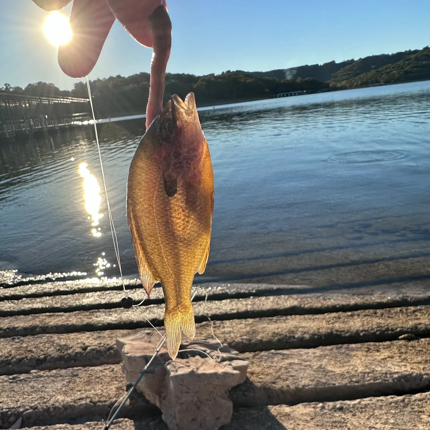 Longear sunfish caught on Fishbrain