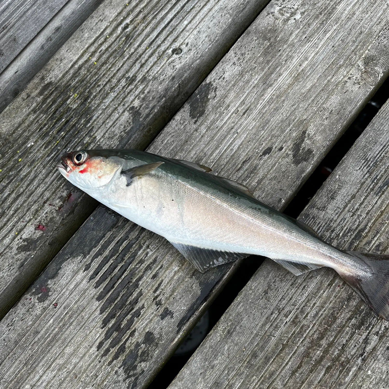 The most recent Atlantic pollock catches on Fishbrain