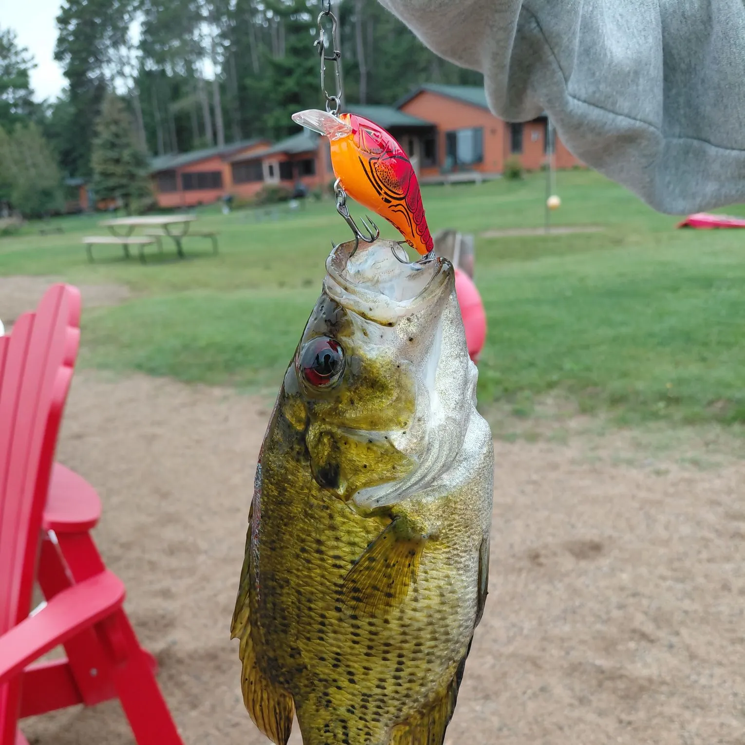 Rock bass caught on Fishbrain
