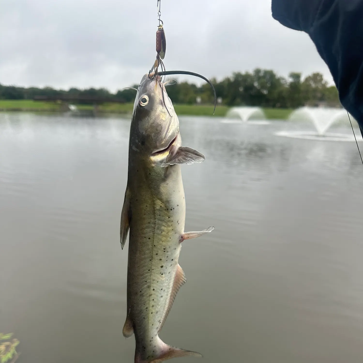 Channel catfish caught on Fishbrain
