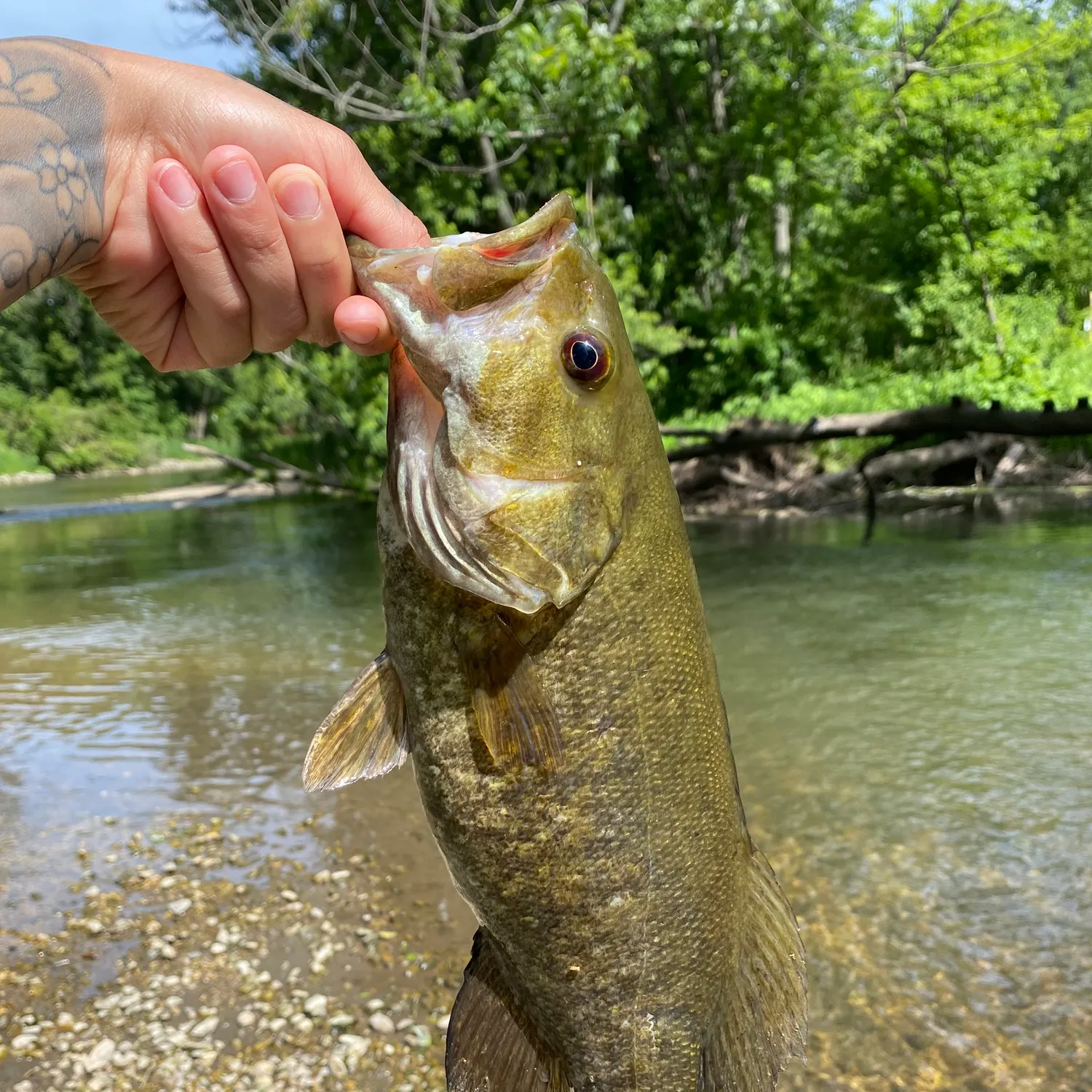 The most recent Smallmouth bass catches on Fishbrain