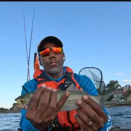 Bluefish caught on Fishbrain