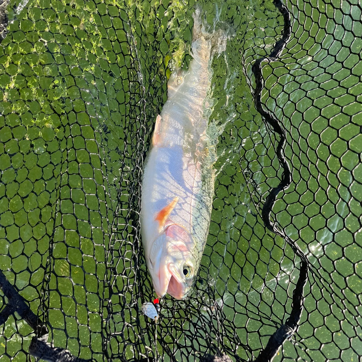 Rainbow trout caught on Fishbrain