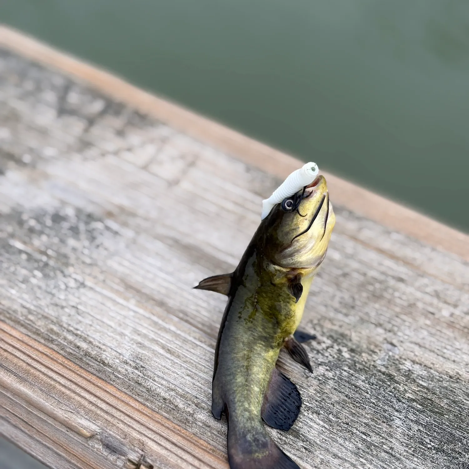 Fish caught on Fishbrain