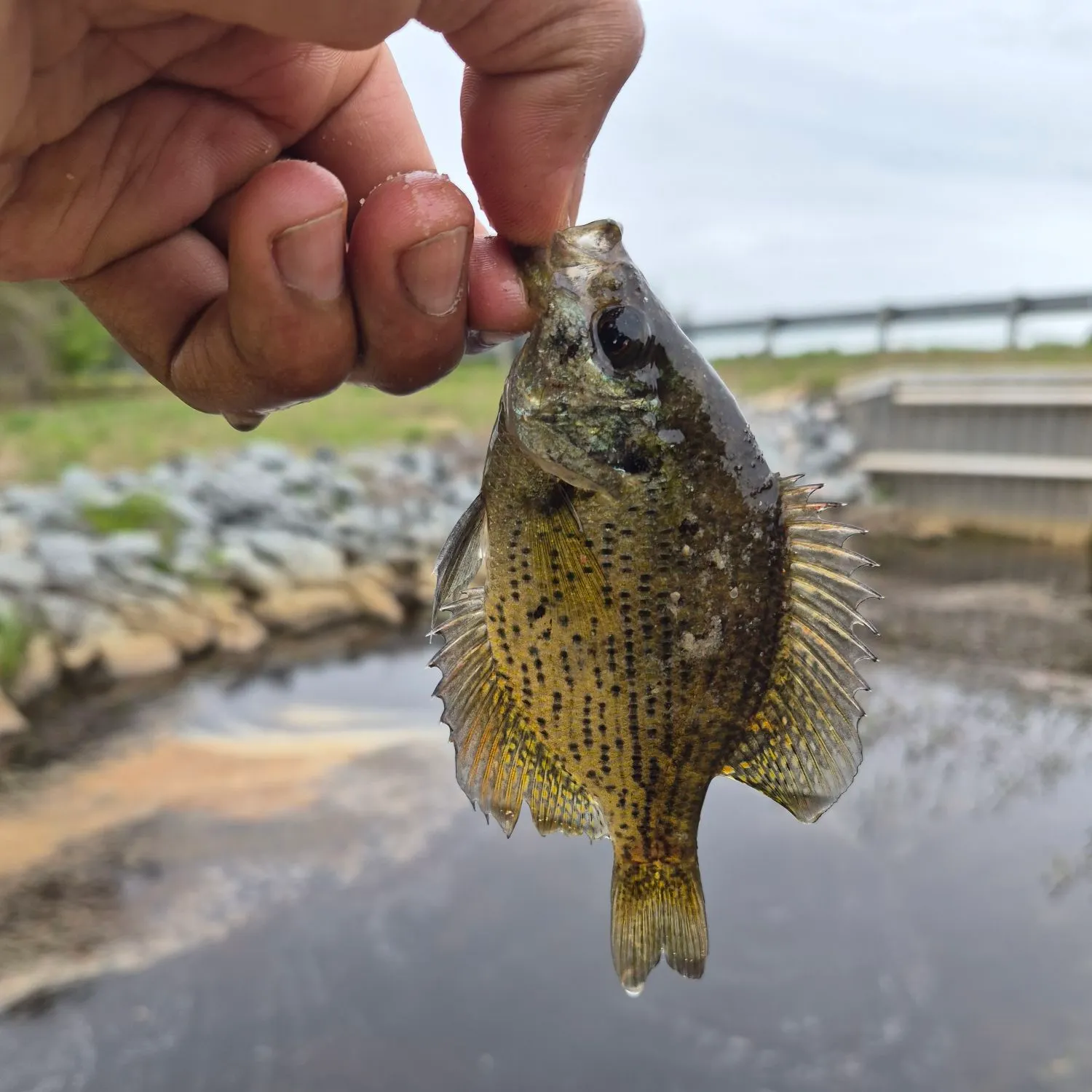 The most recent Flier catches on Fishbrain