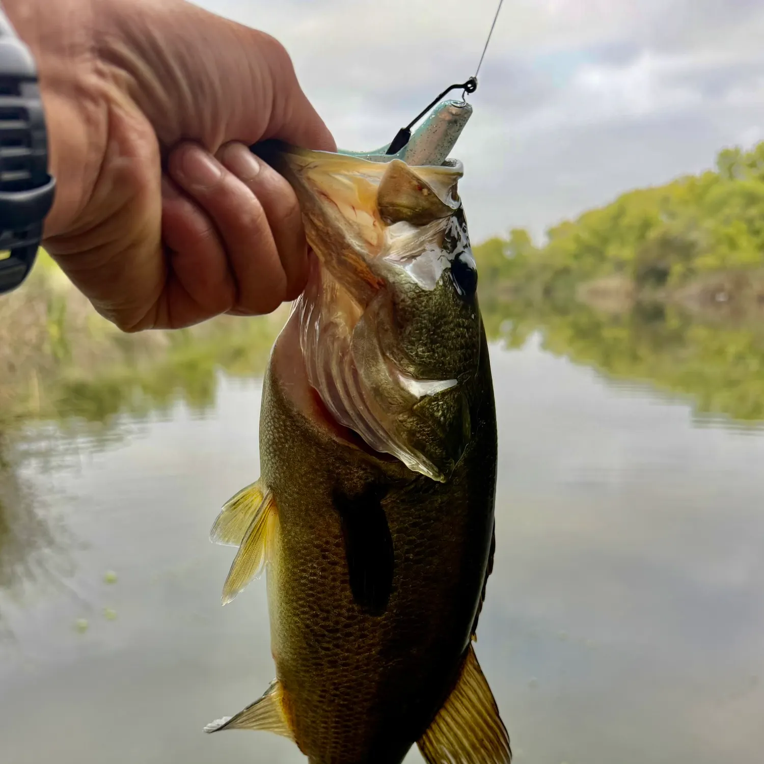 Largemouth bass caught on Fishbrain