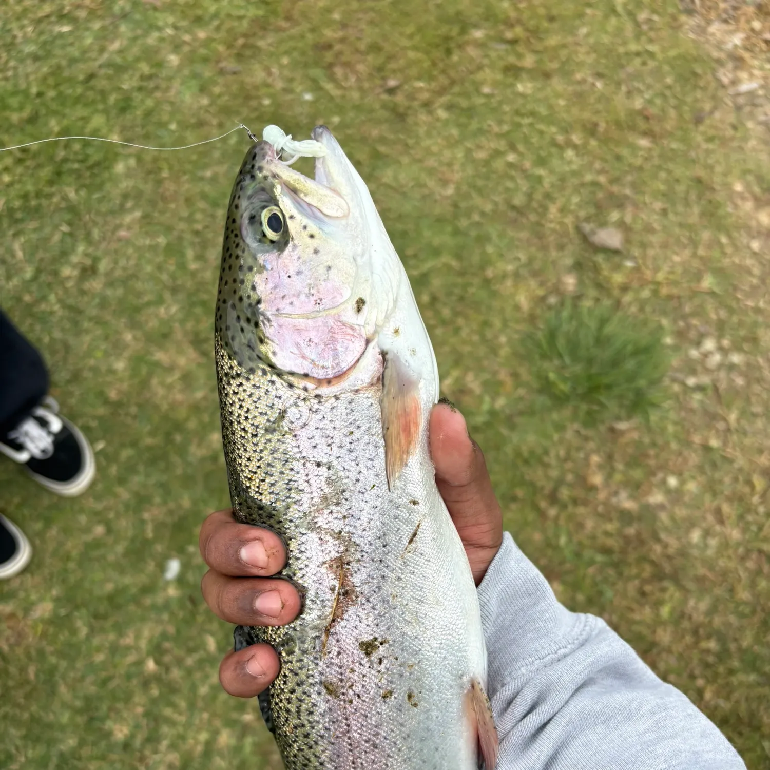 The most recent Rainbow trout catches on Fishbrain