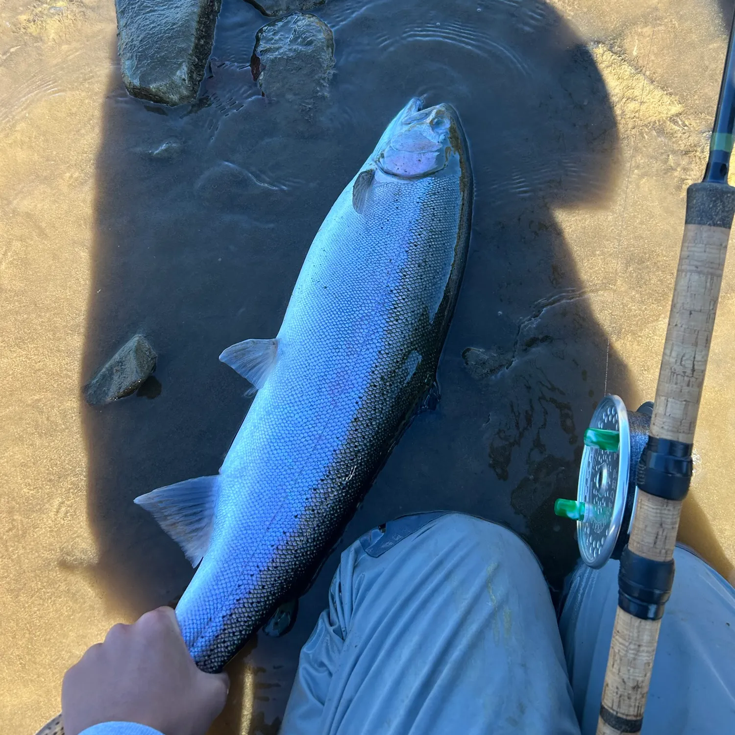 The most recent Steelhead catches on Fishbrain