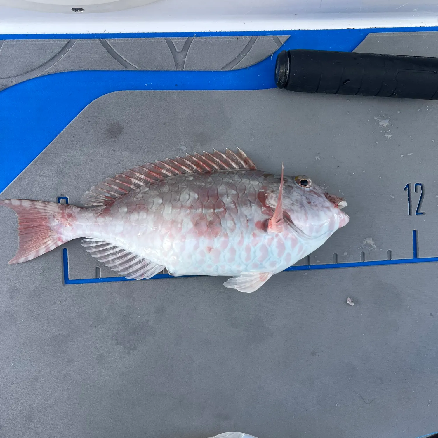 The most recent Redtail parrotfish catches on Fishbrain