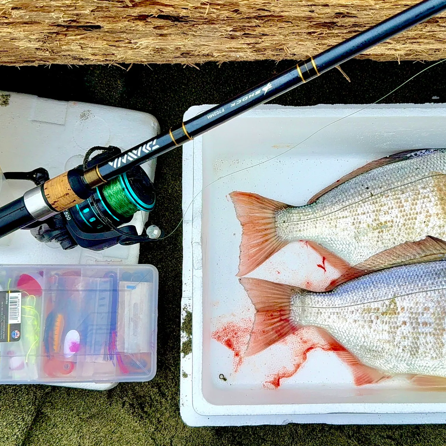 The most recent Calico surfperch catches on Fishbrain