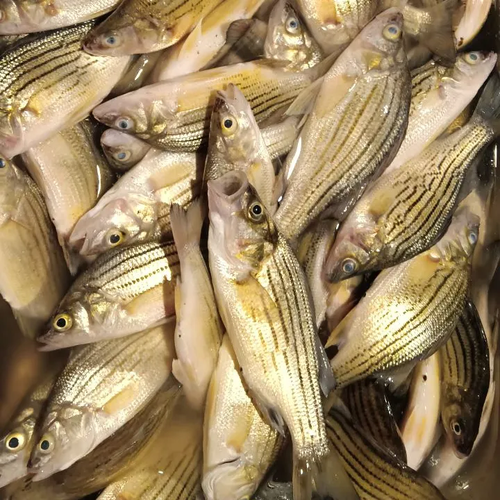The most recent Yellow bass catches on Fishbrain