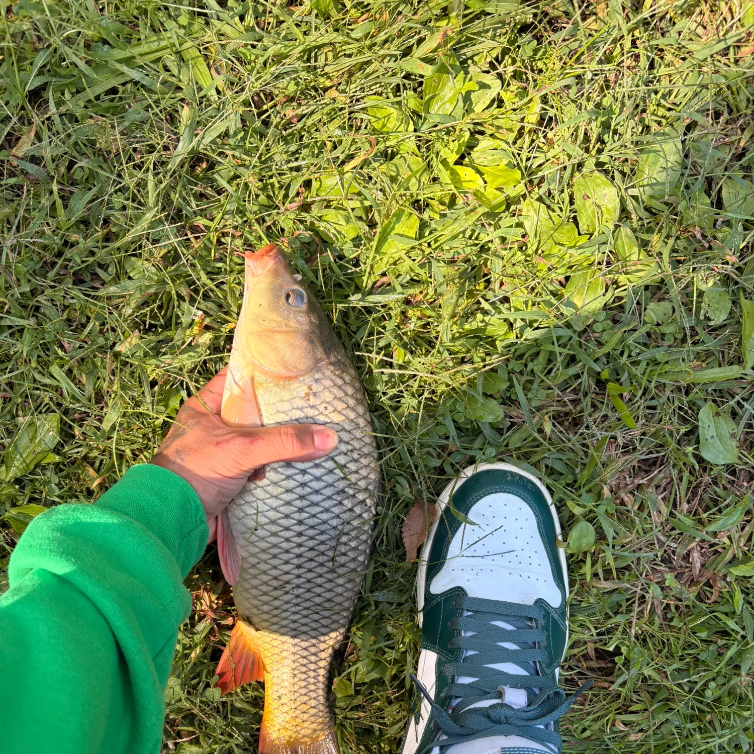 Common carp caught on Fishbrain