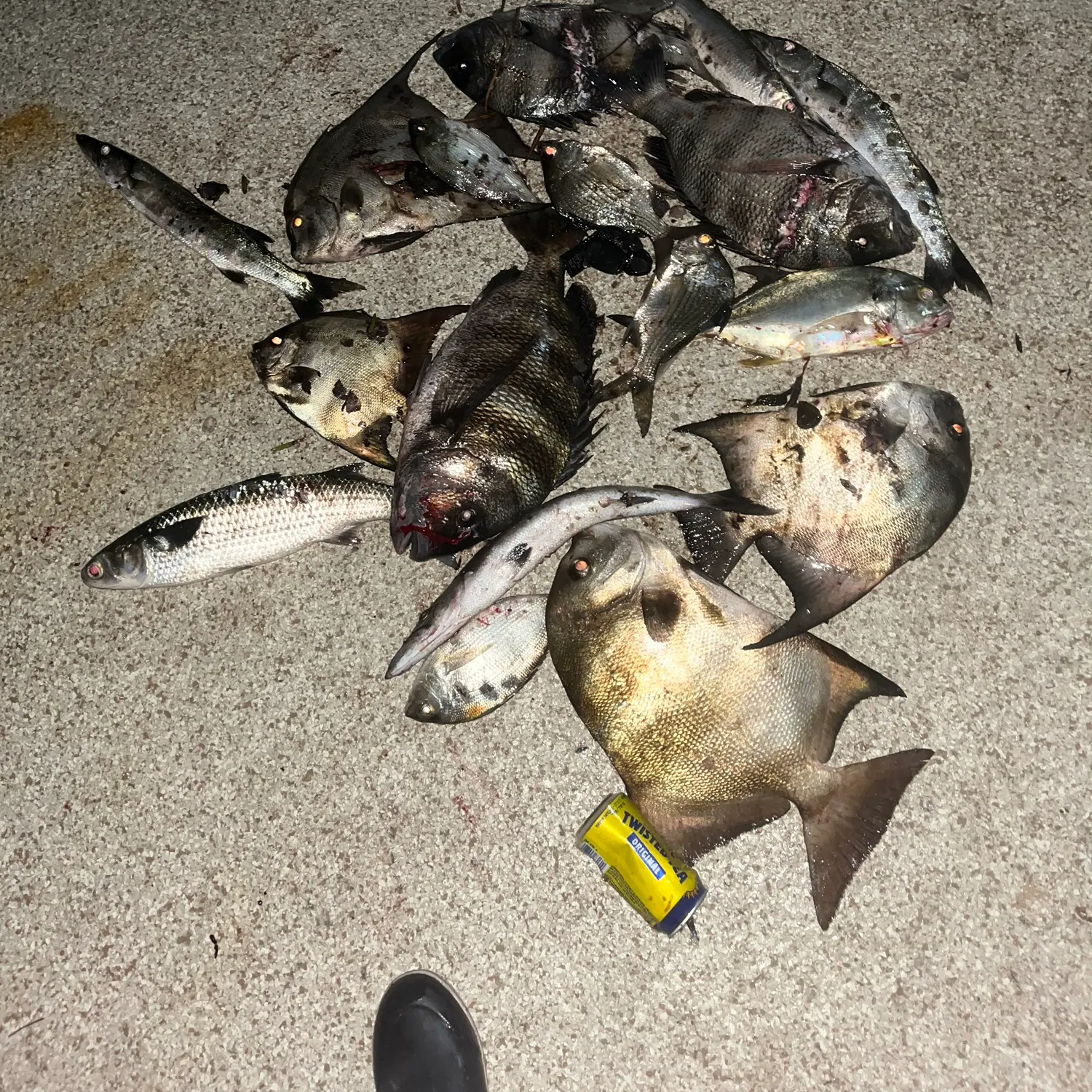 The most recent Sheepshead catches on Fishbrain