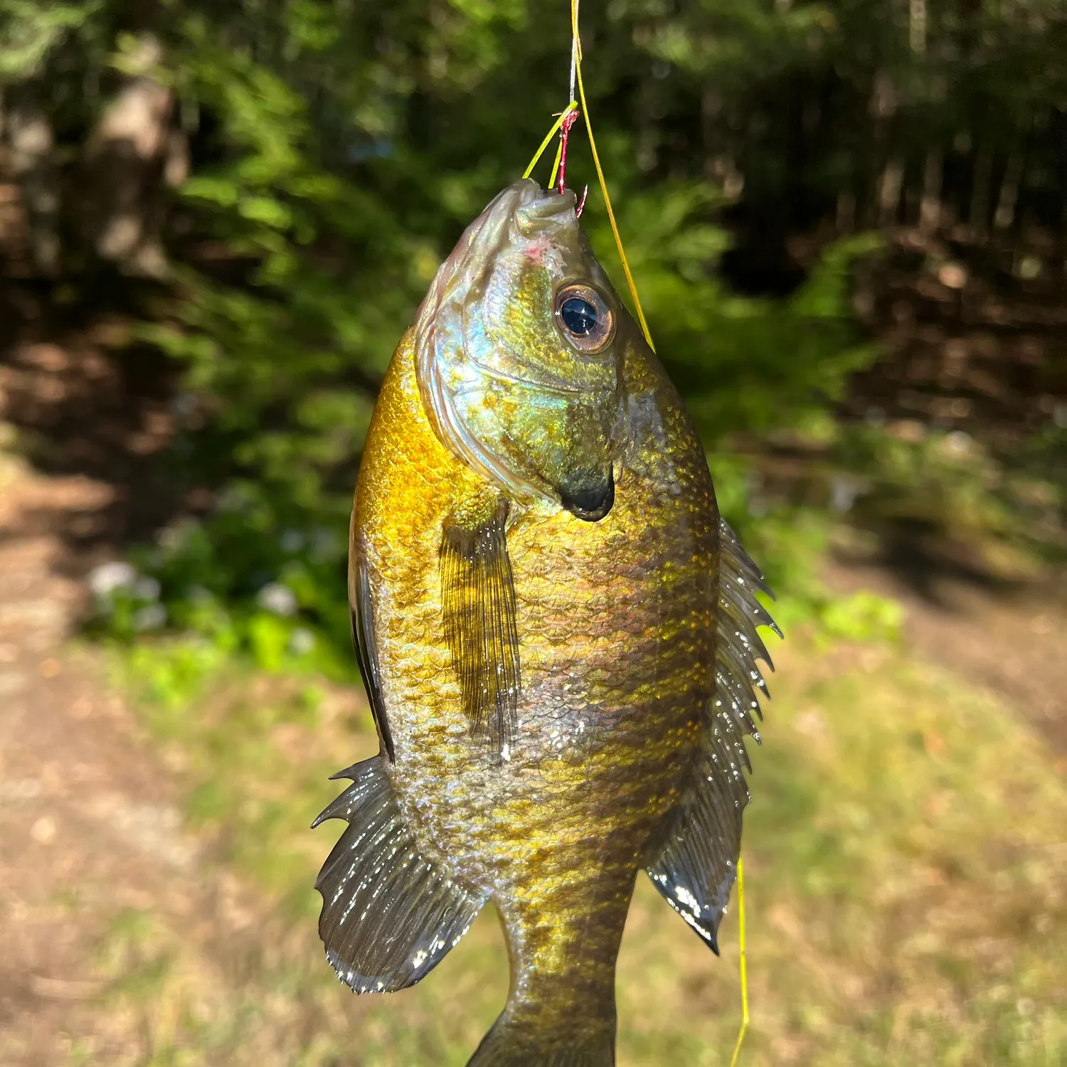 Bluegill caught on Fishbrain